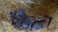 Empat anak harimau Sumatera yang lahir di Howletts Wild Animal Park, Inggris